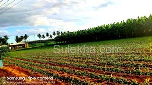 30 Cent Agricultural Land/Farm Land for Resale in Mettupalayam Road